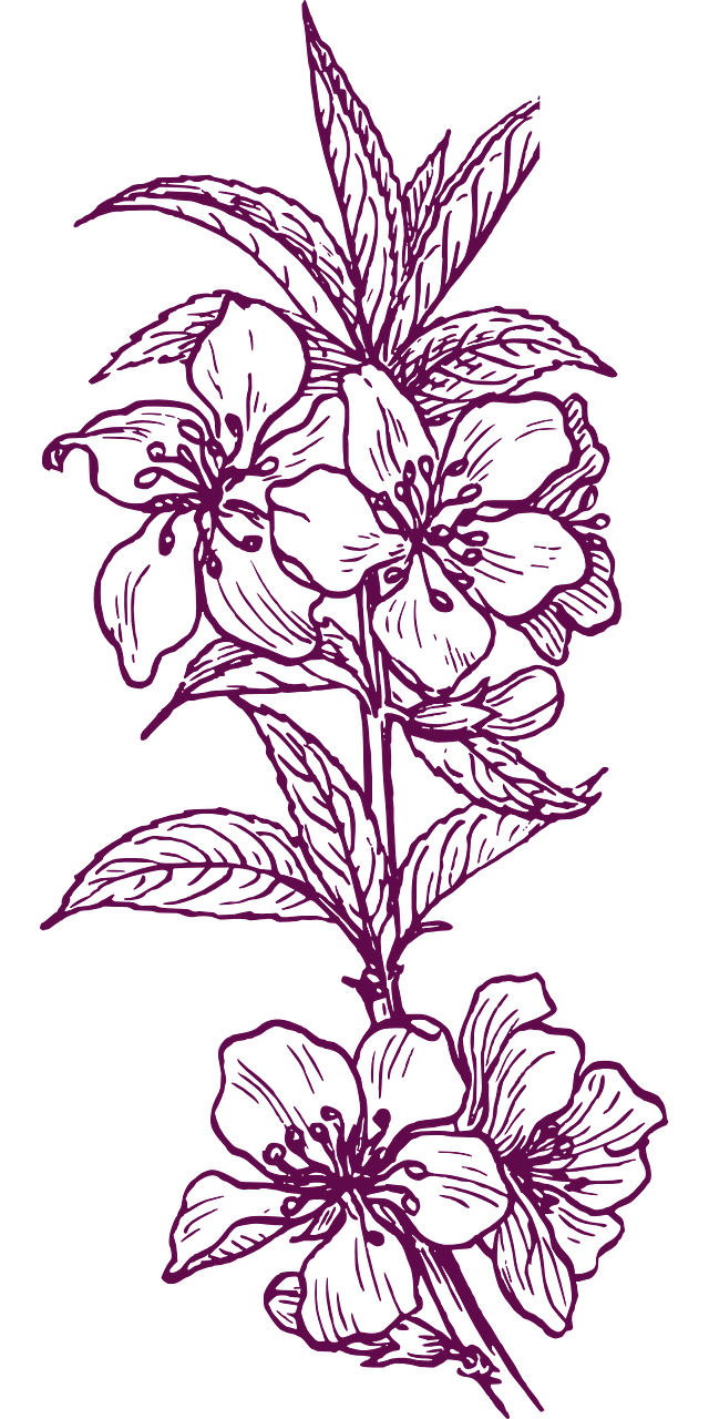 flower 303530 1280 - Suzanne Thiberville, Naturopathe